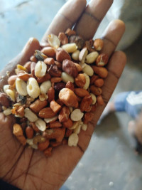 Premium Quality Groundnuts – Clean & Sorted