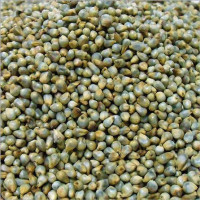 Pearl millet (maiwa)