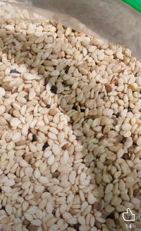 Premium sesame seeds