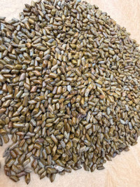 Premium Cassia tora seeds